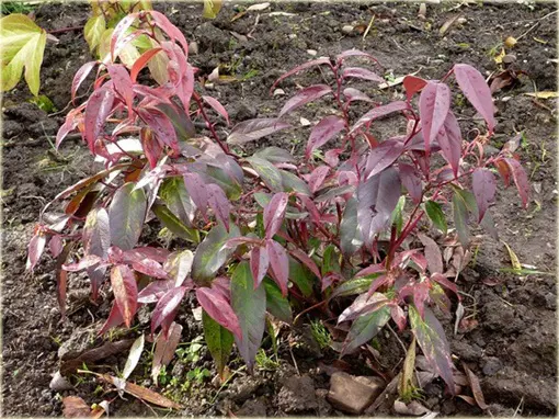 Kiścień Waltera ‘Rainbow’