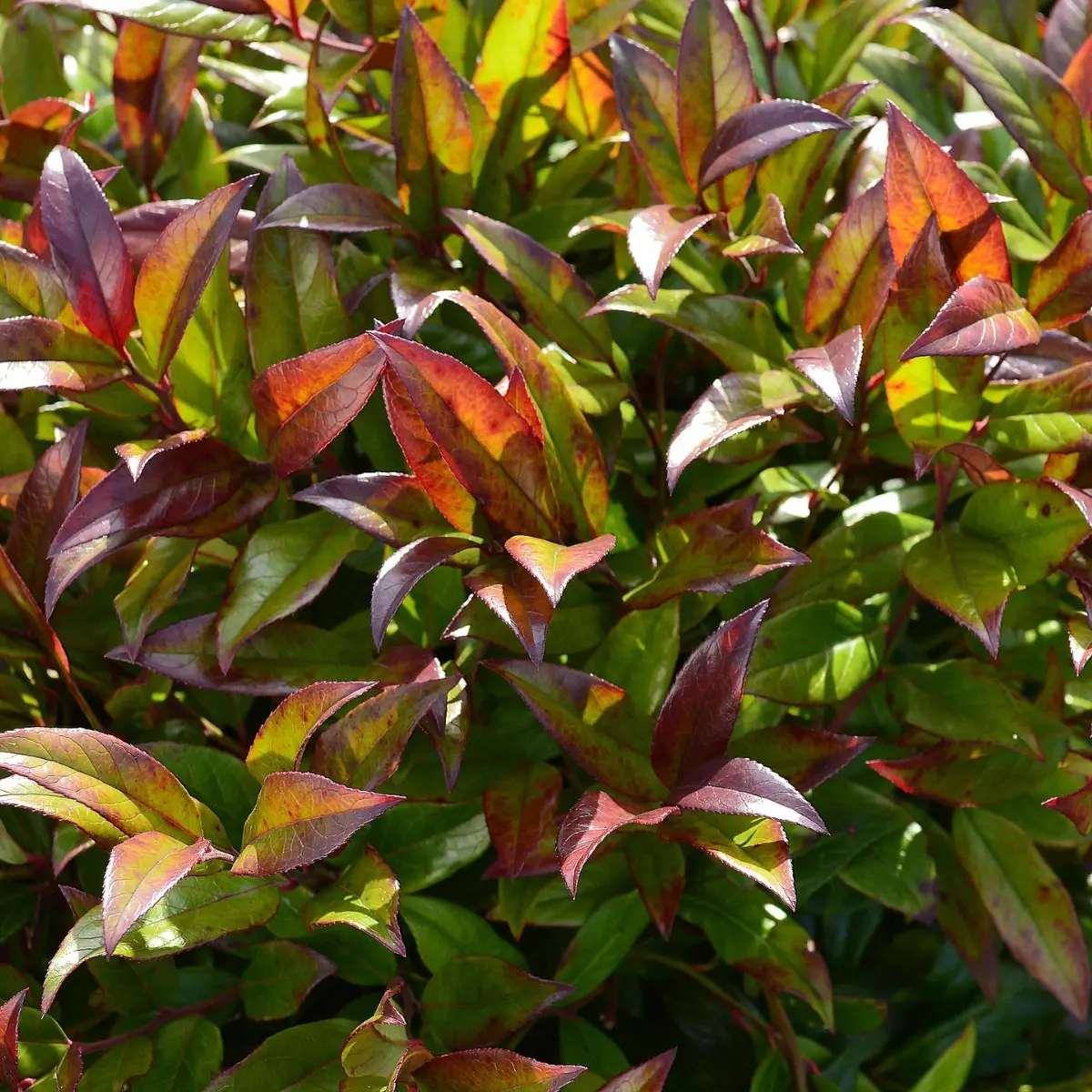 Kiścień Waltera ‘Zeblid’