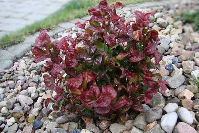 Kiścień axillaris ‘Curly Red’