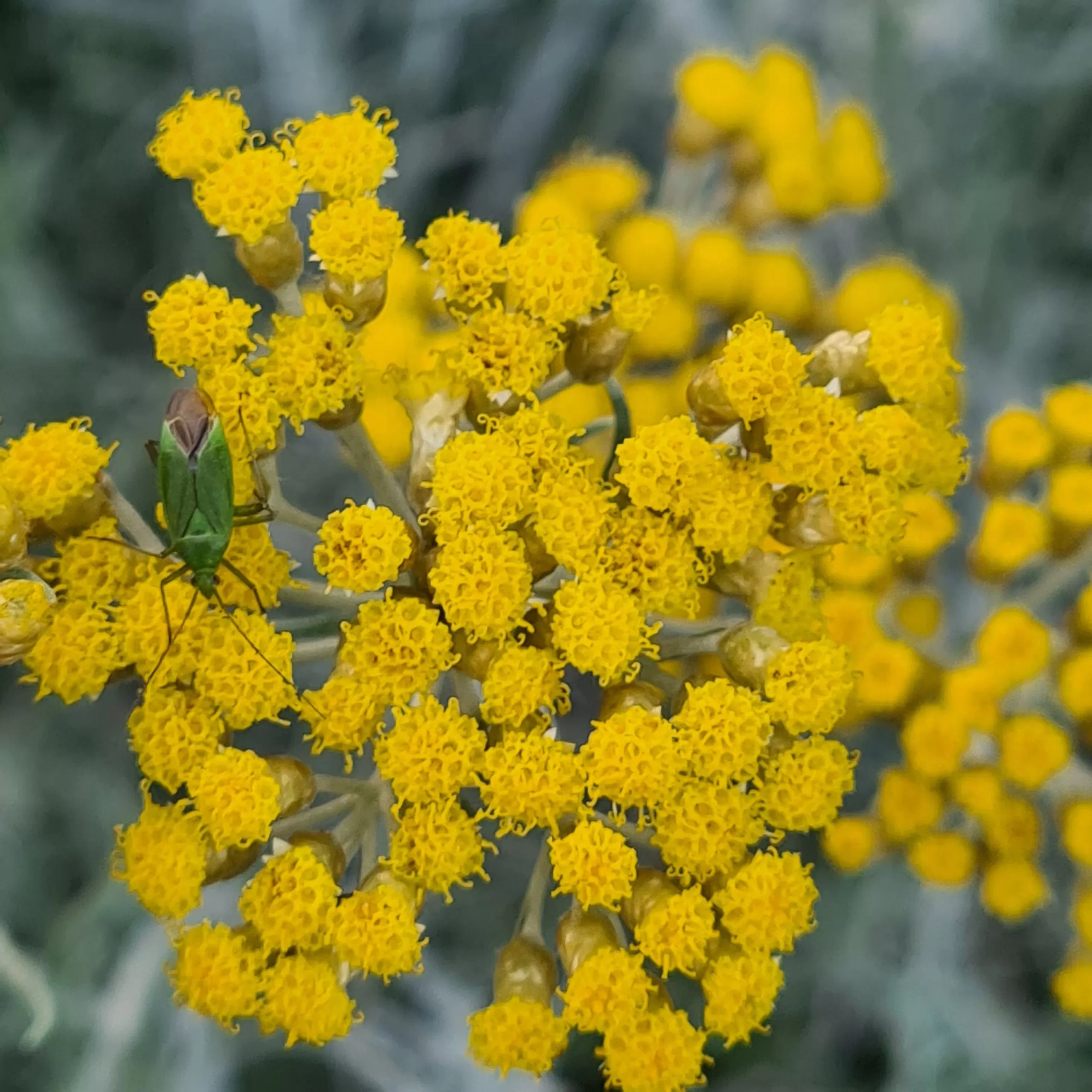 Kocanka włoska (Helichrysum italicum) – ciepłolubna, w donicy wymaga ocieplenia.