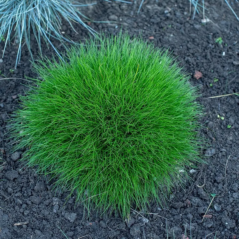 Kostrzewa Gautiera 'Pic Carlit'