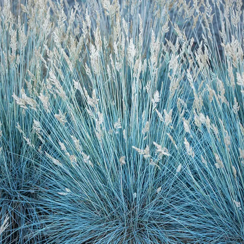 Kostrzewa Sina 'Eisvogel'