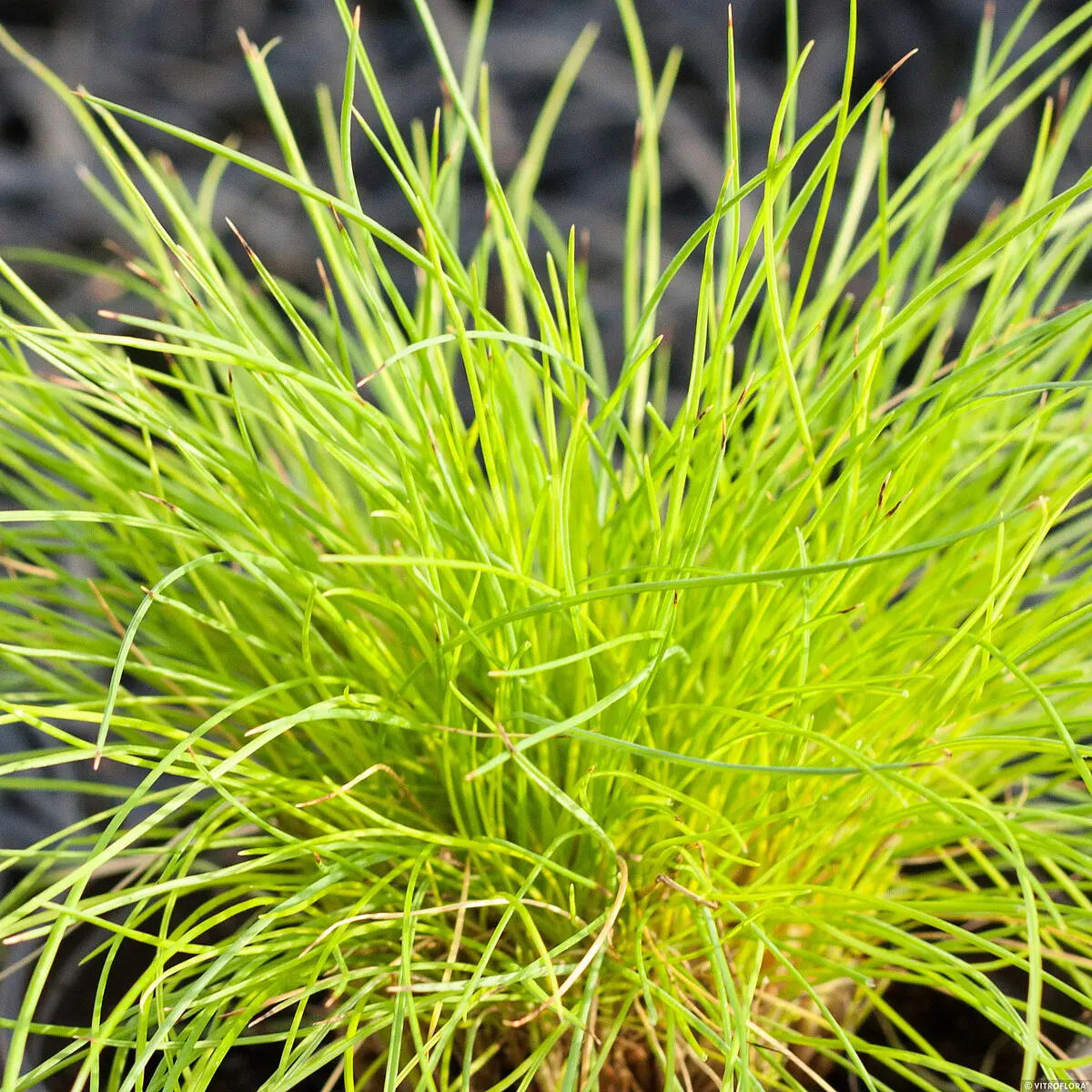 Kostrzewa Sina 'Golden Toupee'