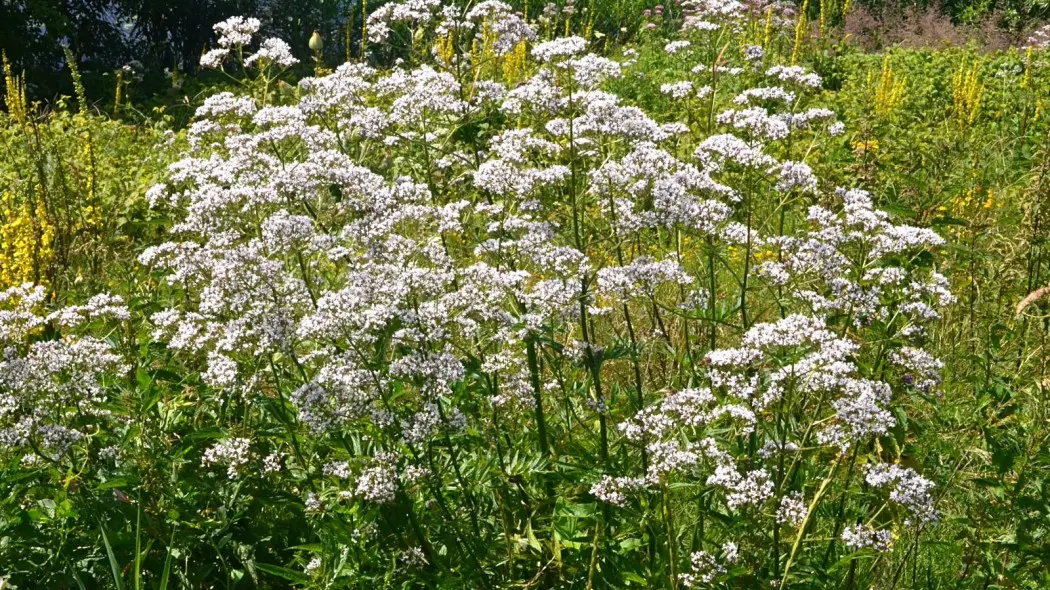 Kozłek lekarski (Valeriana officinalis) – lubi większą donicę i wilgoć.