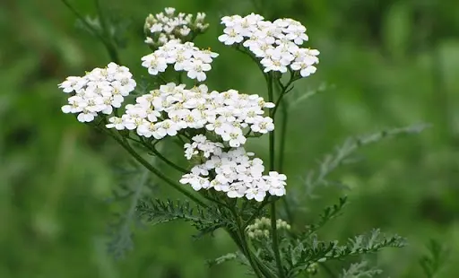 Krwawnik pospolity (Achillea millefolium) – trwały i bardzo odporny.