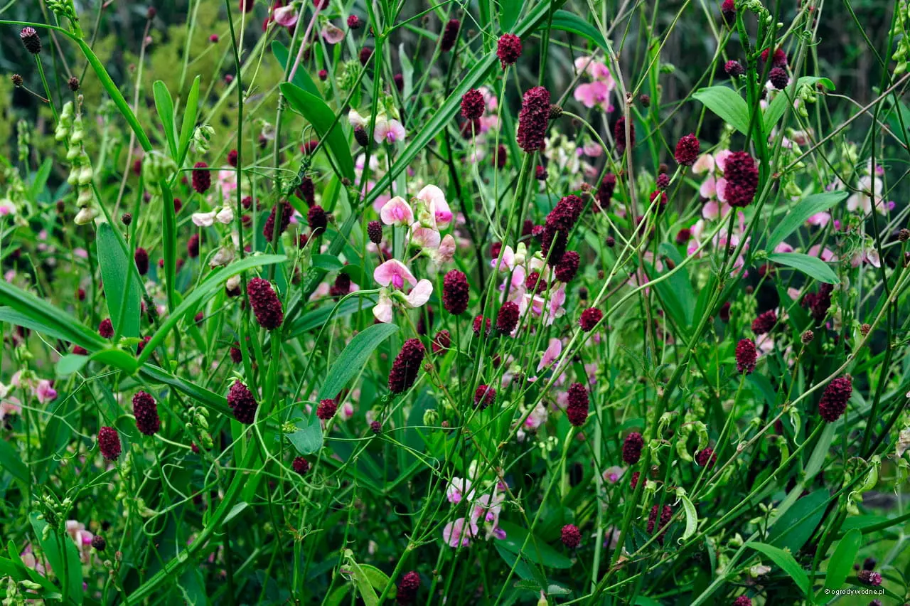 Krwiściąg lekarski (Sanguisorba officinalis) – łąkowy charakter, odporny w pojemnikach.