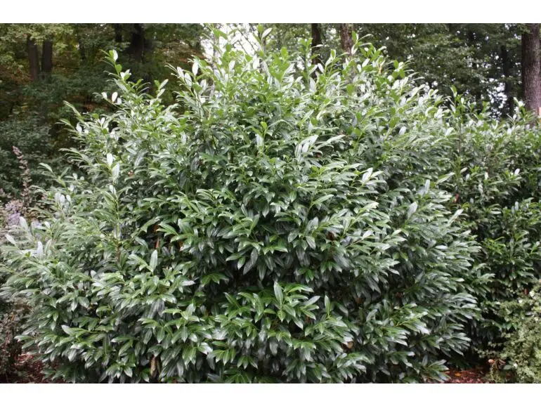 Laurowiśnia wschodnia ‘Herbergii’