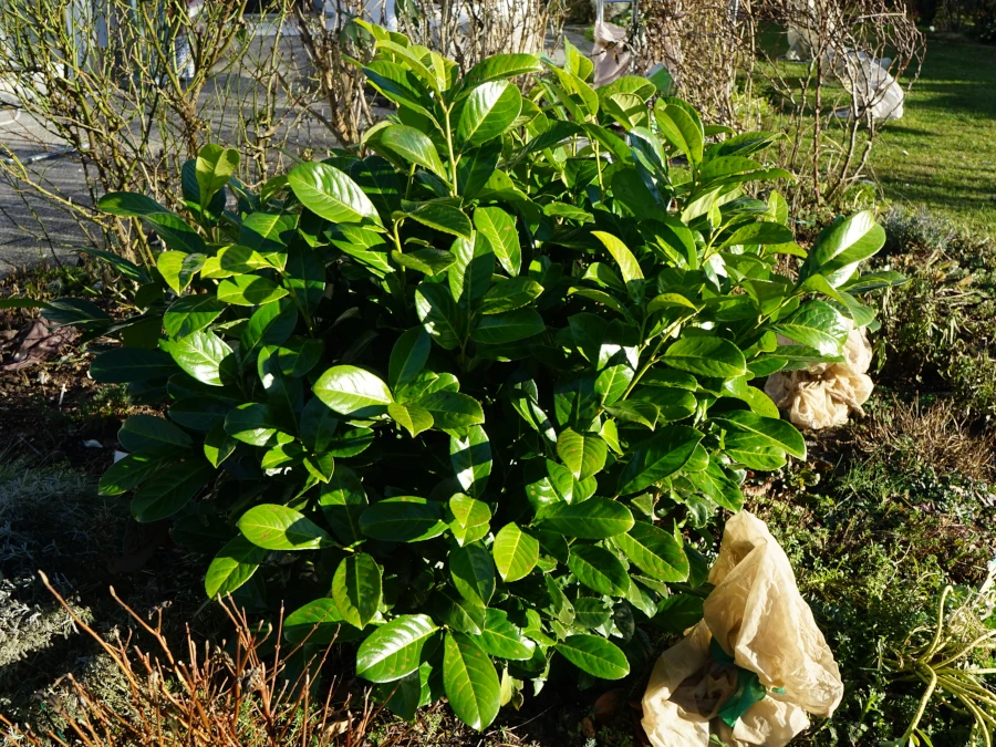 Laurowiśnia wschodnia ‘Novita’