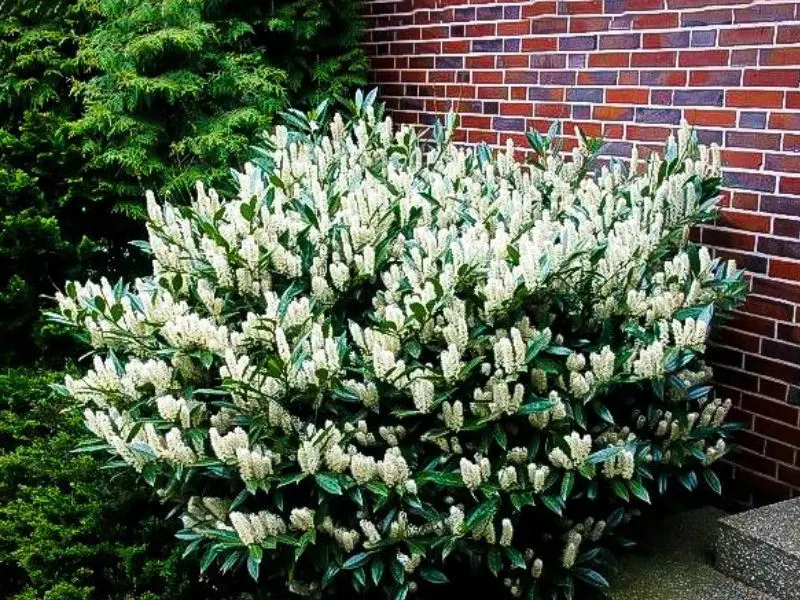 Laurowiśnia ‘Otto Luyken’