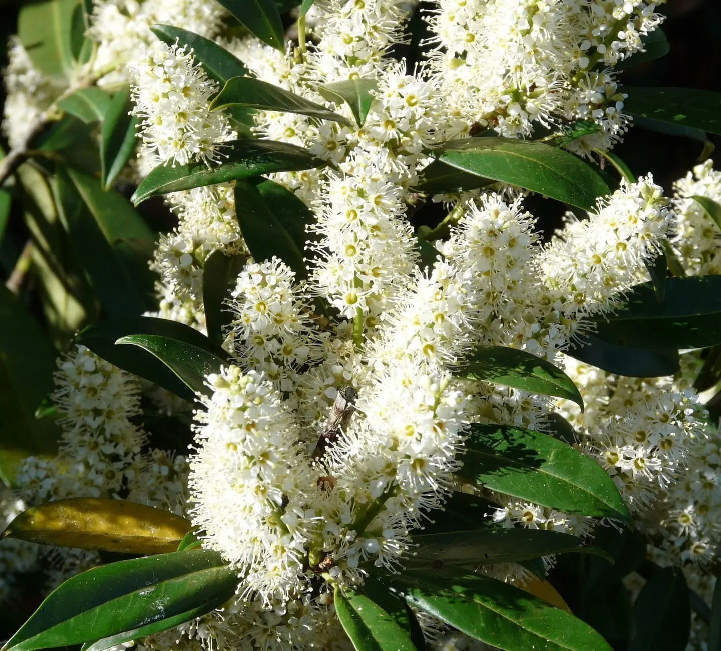 Laurowiśnia ‘Zabeliana’