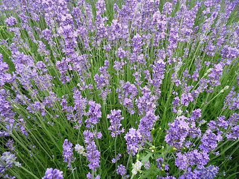 Lawenda wąskolistna (Lavandula angustifolia) – wymaga dużej donicy i drenażu.