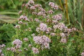 Lebiodka górska (Origanum vulgare ssp. hirtum) – intensywny aromat, mrozoodporna.