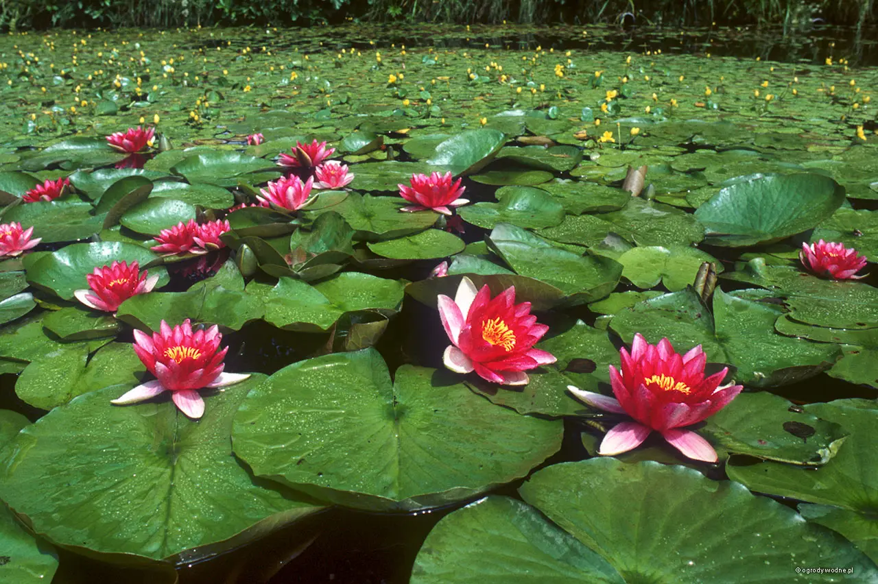Grzybienie / lilia wodna (Nymphaea) – roślina do zbiorników wodnych.