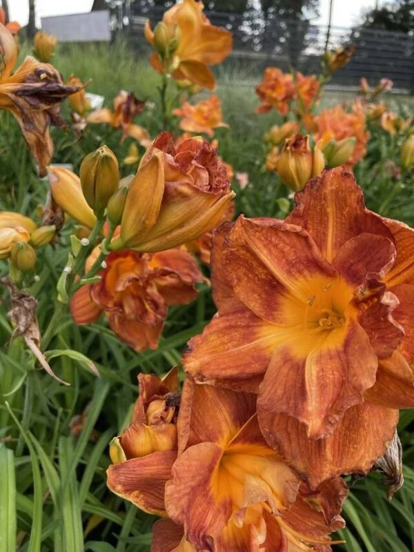 Liliowiec ‘Doublelicious’.