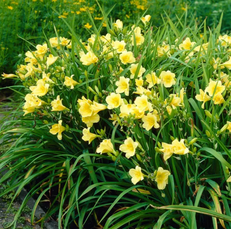 Liliowiec ‘Happy Returns’.