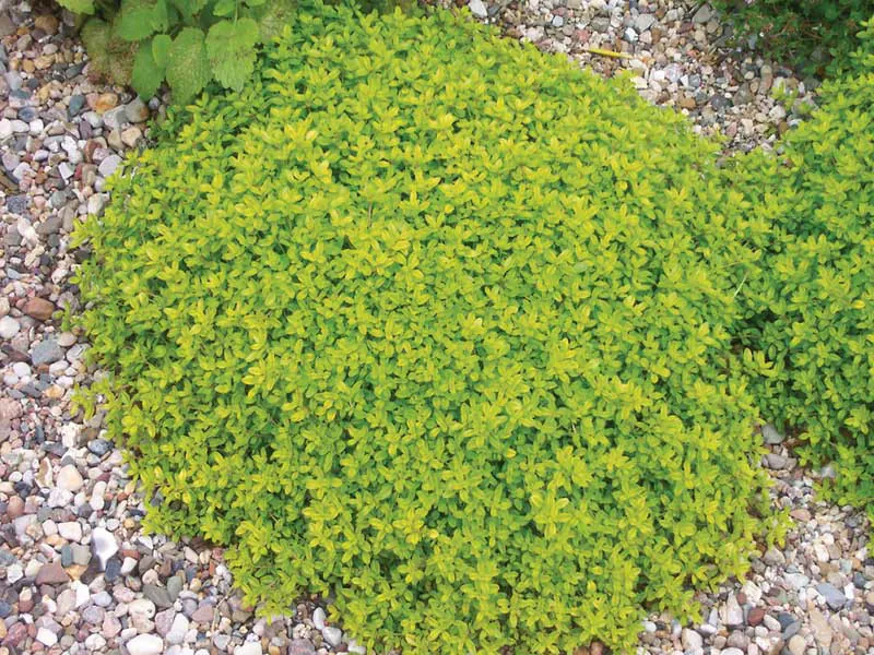Macierzanka cytrynowa (Thymus citriodorus) – pachnąca, świetna do donic.