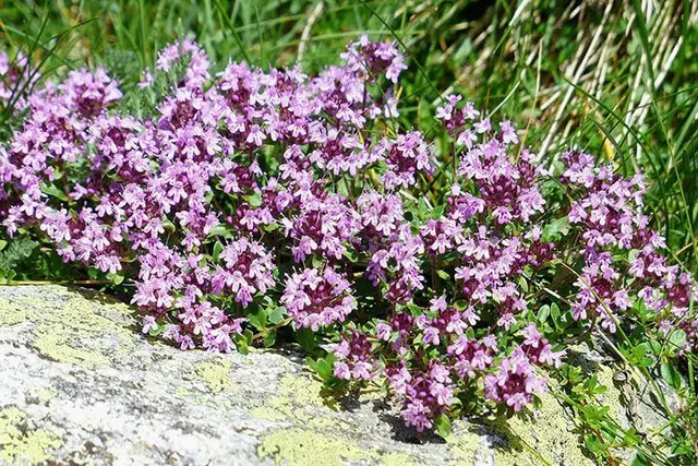 Macierzanka (Thymus serpyllum) – niska, płożąca, bardzo odporna.