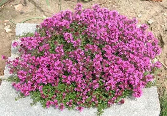 Macierzanki / tymianki bylinowe (Thymus serpyllum, T. praecox) – aromatyczne dywany na słońce.