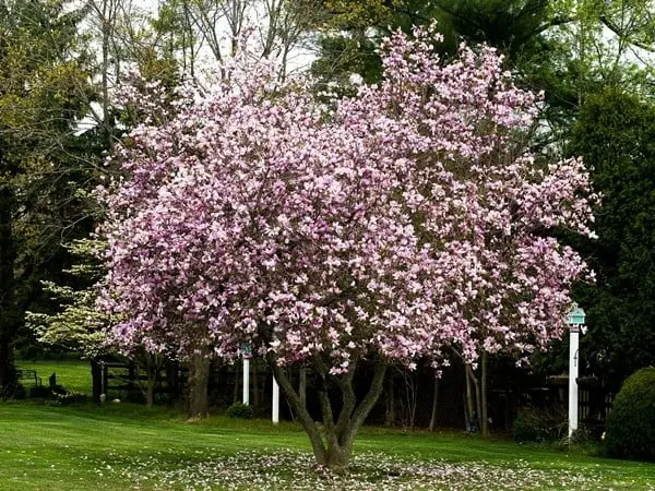 Magnolia ‘George Henry Kern’ – kompaktowa, do dużej donicy.