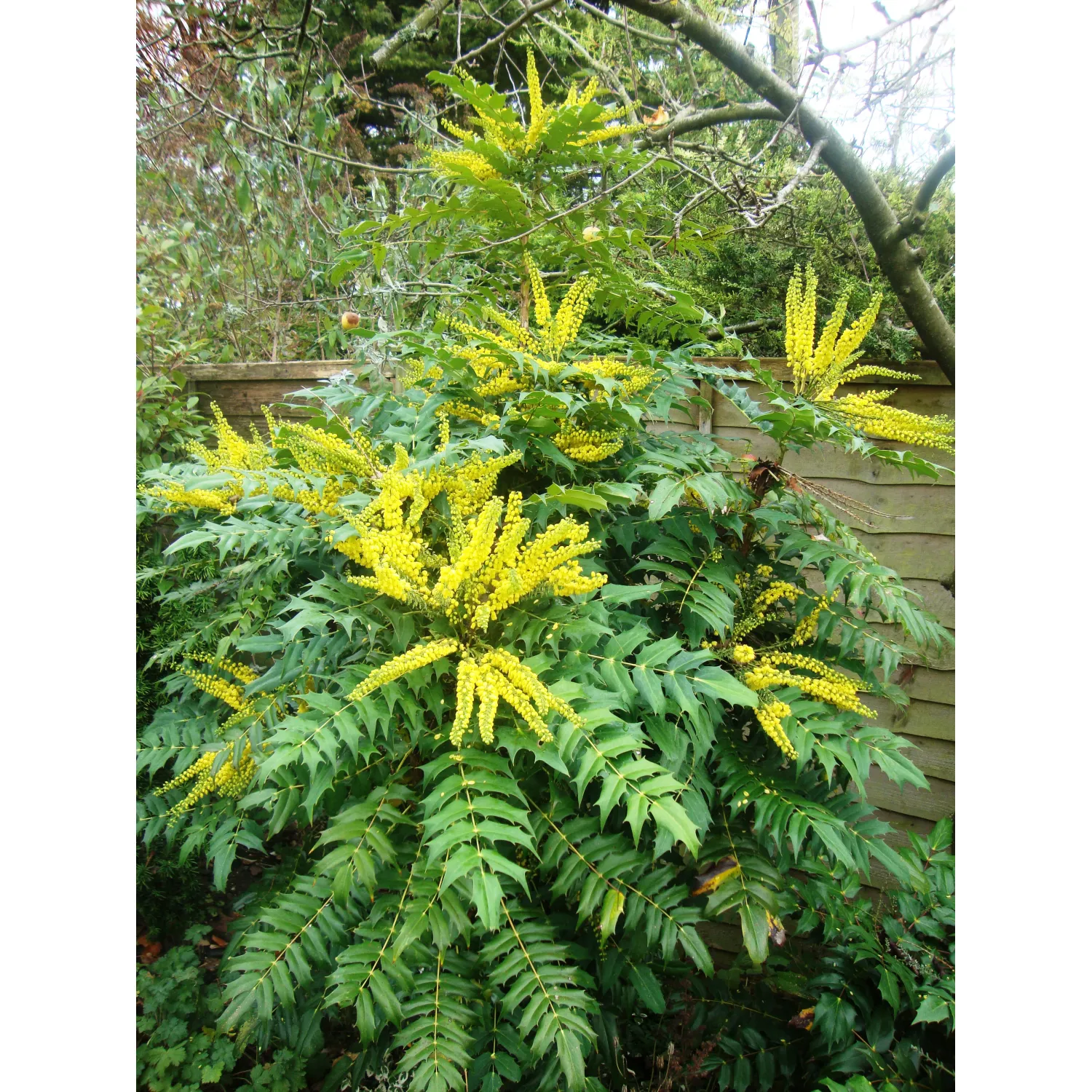 Mahonia pośrednia ‘Charity’