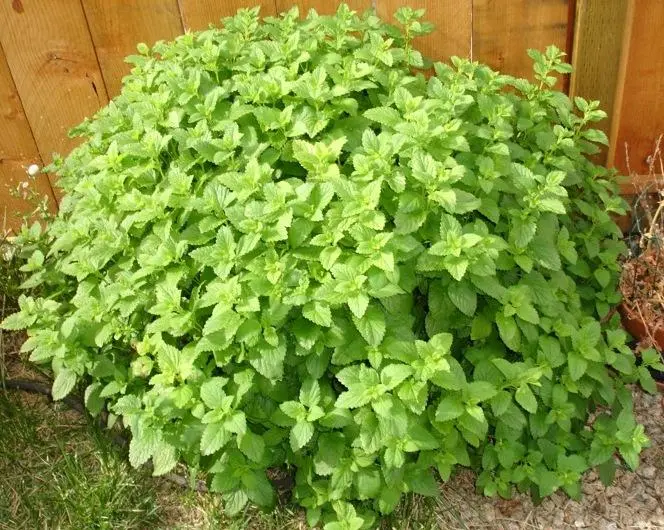 Melisa lekarska (Melissa officinalis) – znika zimą, niezawodnie odbija wiosną.