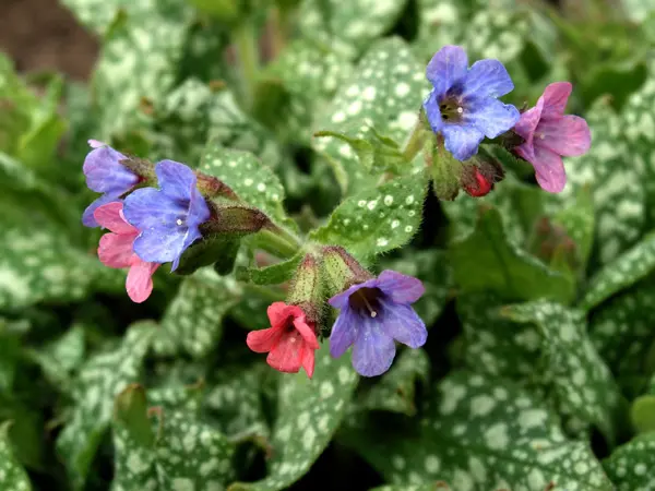 Miodunka (Pulmonaria) – wczesnowiosenne kwiaty, lubi półcień.