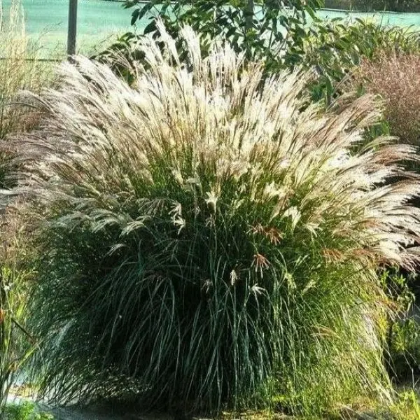 Miskant Chiński ‘Adagio’