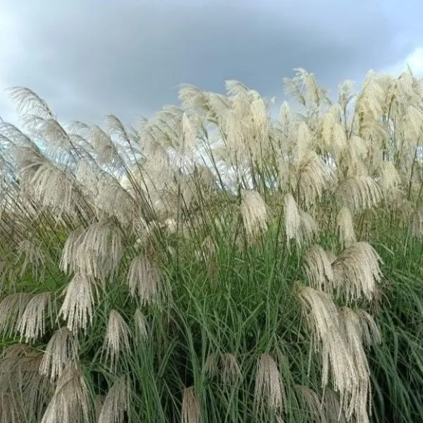 Miskant Chiński ‘Beth Chatto’