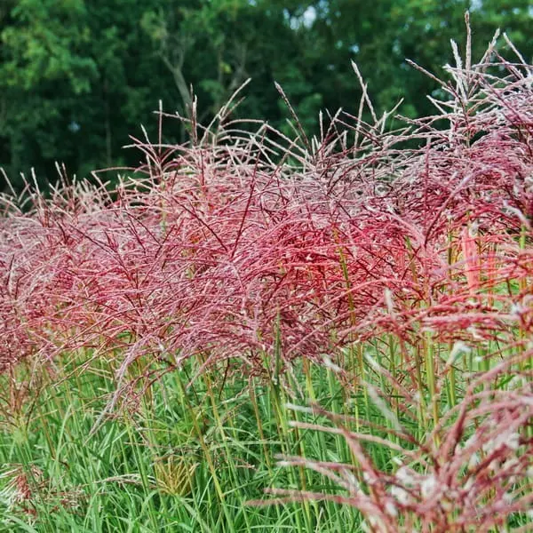 Miskant Chiński ‘Ferner Osten’