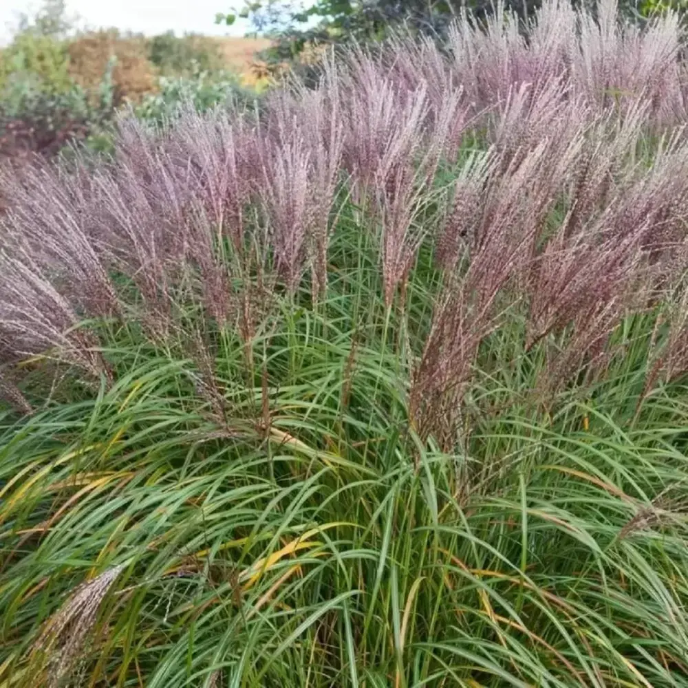 Miskant Chiński ‘Flamingo’