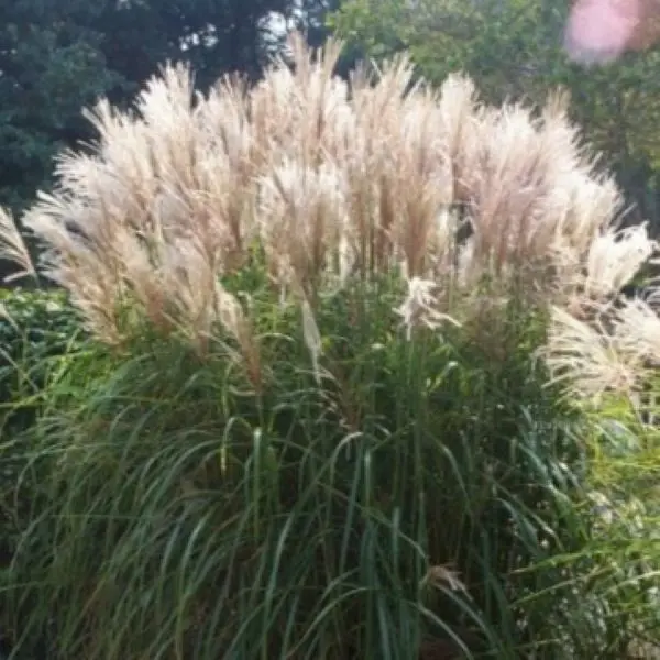 Miskant Chiński ‘Graziella’