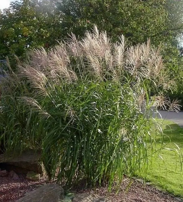 Miskant Chiński ‘Korea’