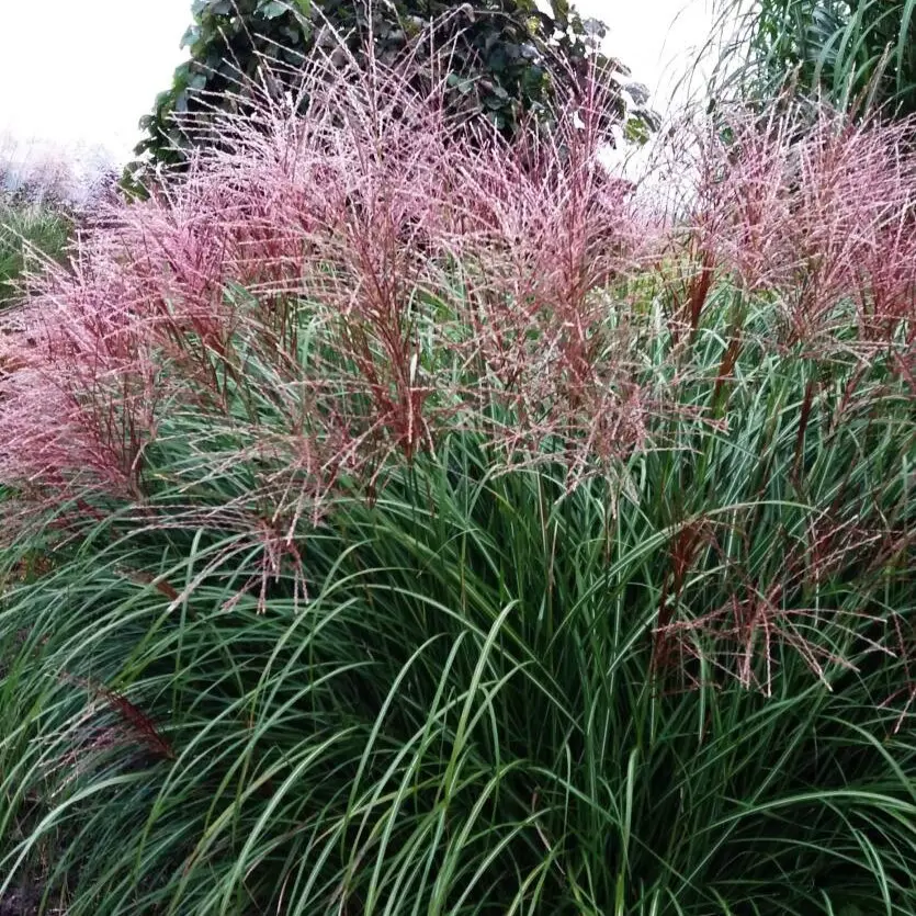 Miskant Chiński ‘Krater’