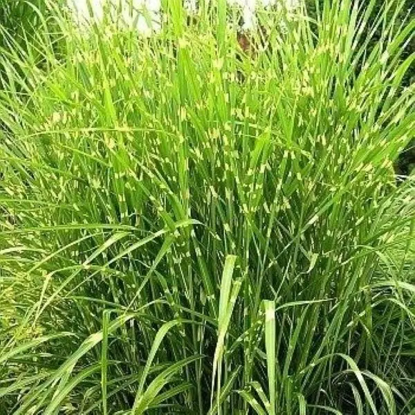 Miskant Chiński ‘Pünktchen’