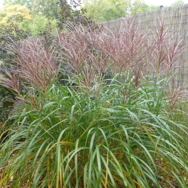 Miskant Chiński ‘Sirene’