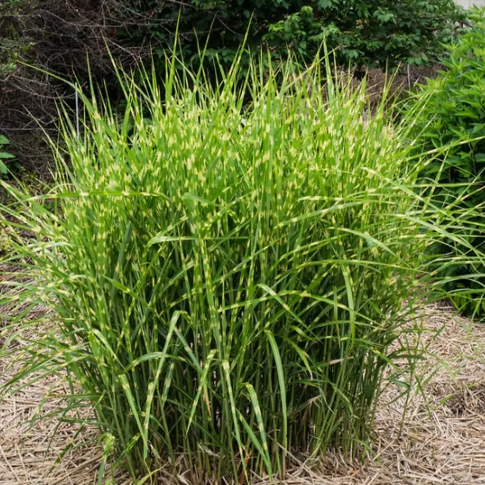 Miskant Chiński ‘Strictus Dwarf’