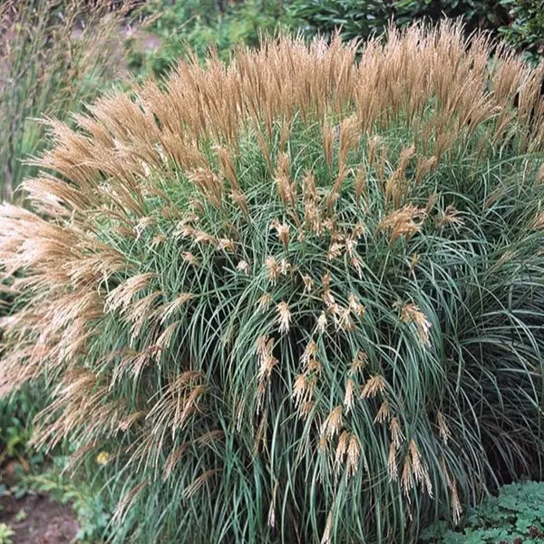 Miskant Chiński ‘Yakushima Dwarf’