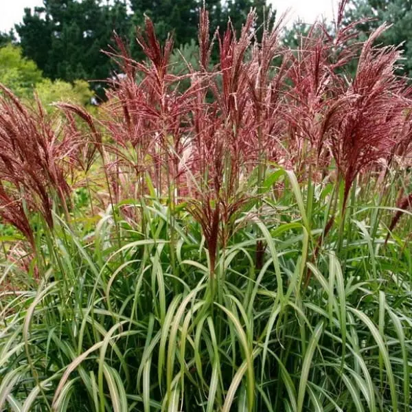 Miskant Chiński ‘Roter Pfeil’