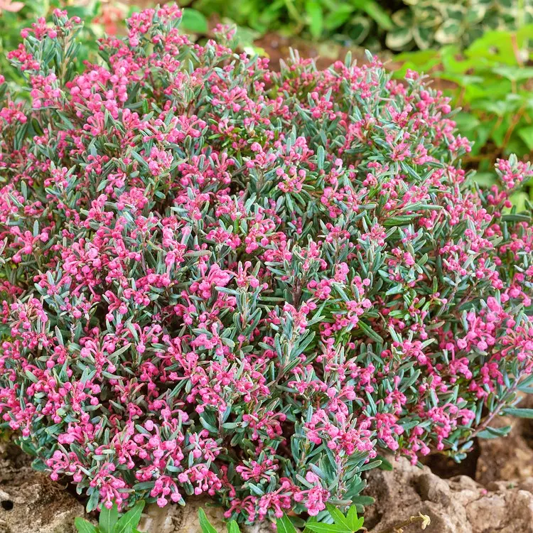 Modrzewnica ‘Blue Ice’ (Andromeda polifolia) – kwaśne, lekko wilgotne podłoże, miejsce osłonięte.