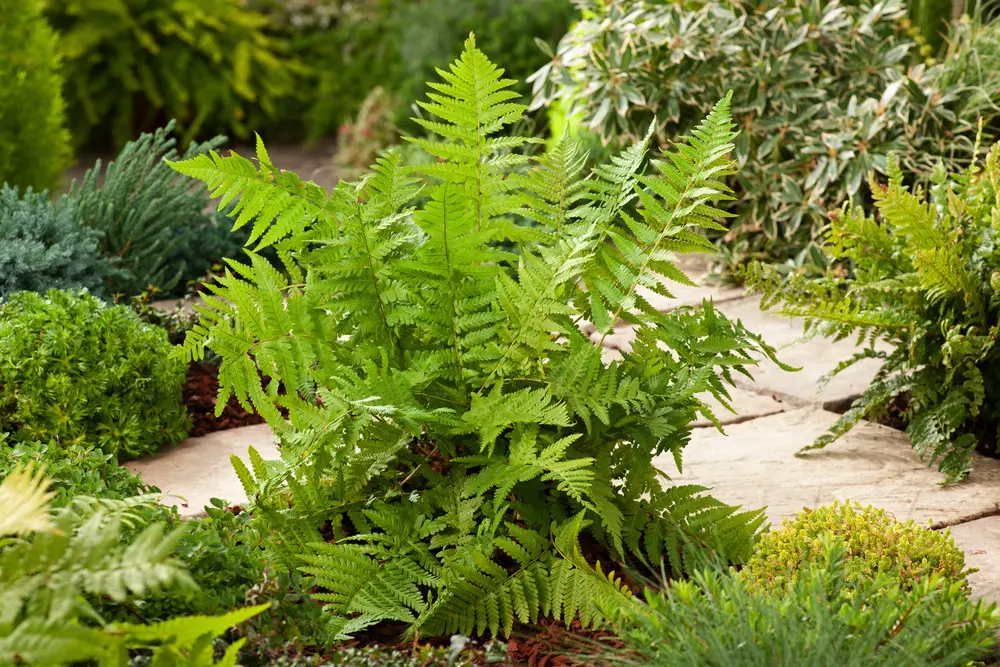 Narecznica samcza (Dryopteris filix-mas) – odporna paproć do zacisznych miejsc.