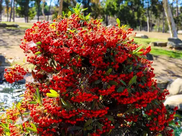 Ognik szkarłatny ‘Red Column’