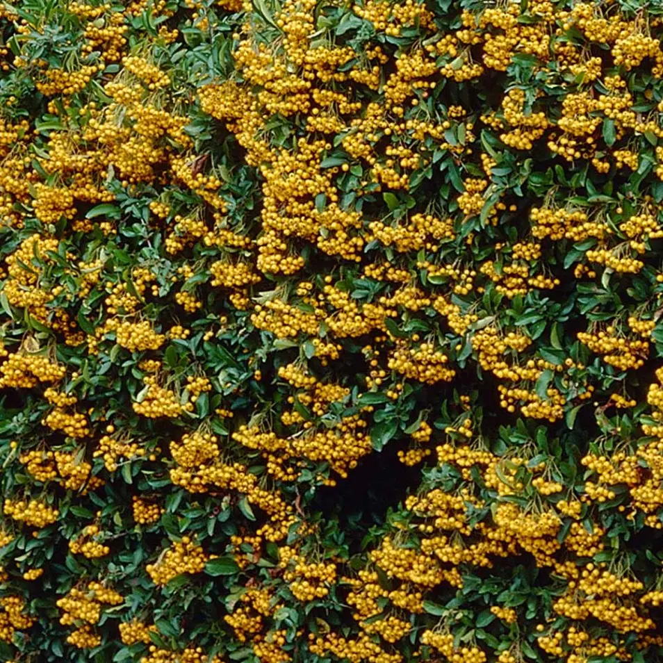 Ognik ‘Golden Charmer’