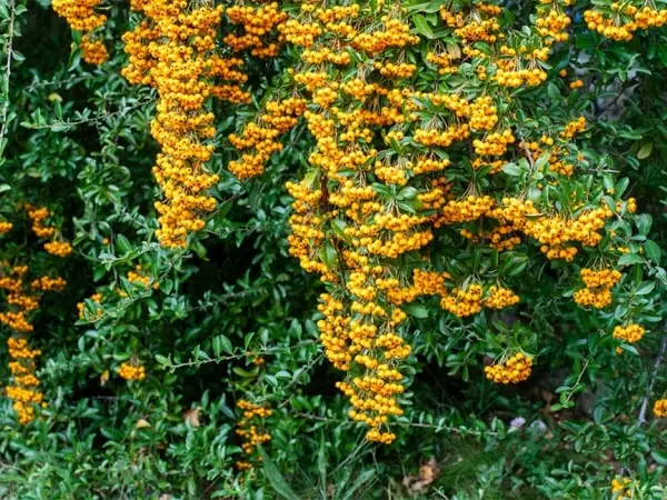 Ognik ‘Soleil d’Or’