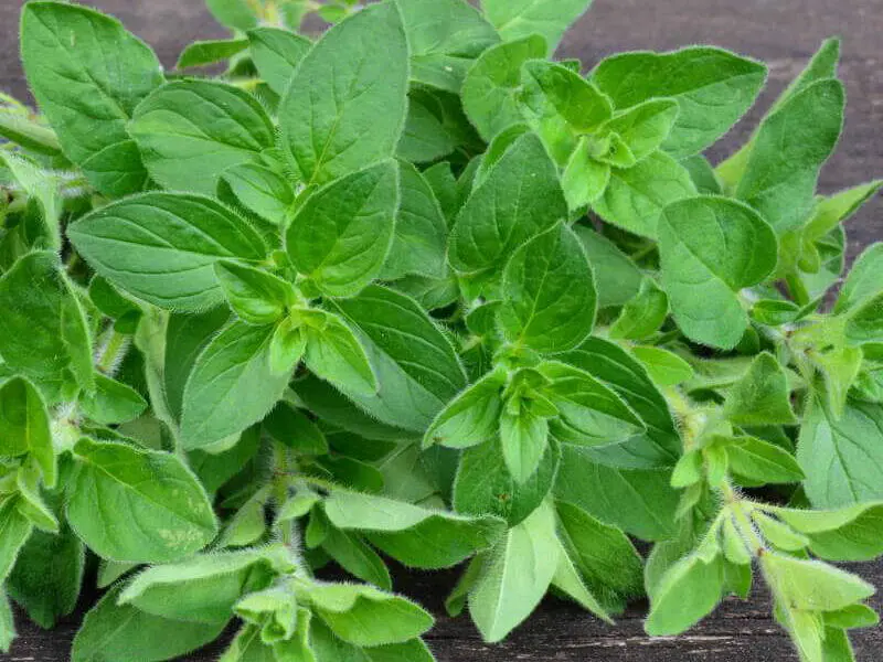 Oregano (Origanum vulgare) – aromatyczne, bardzo odporne zioło do donic.