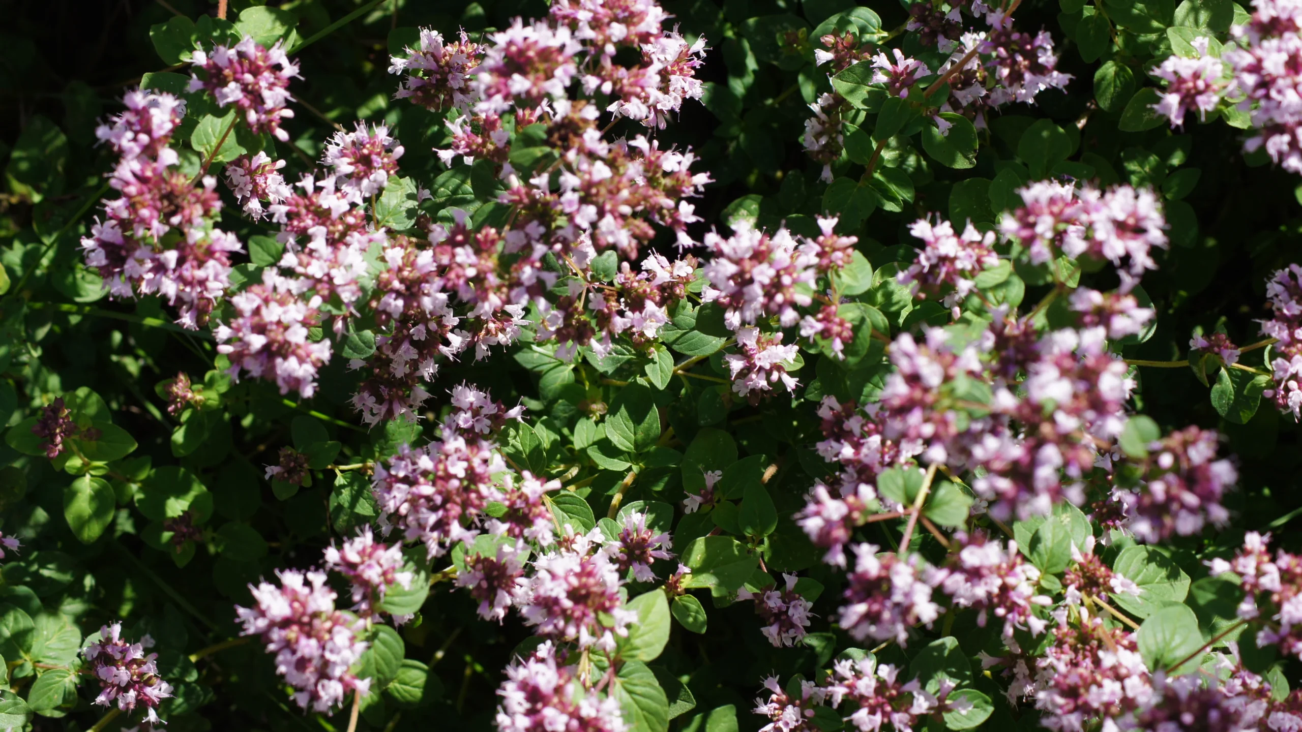 Oregano / lebiodka pospolita (Origanum vulgare) – odporny klasyk do kuchni.