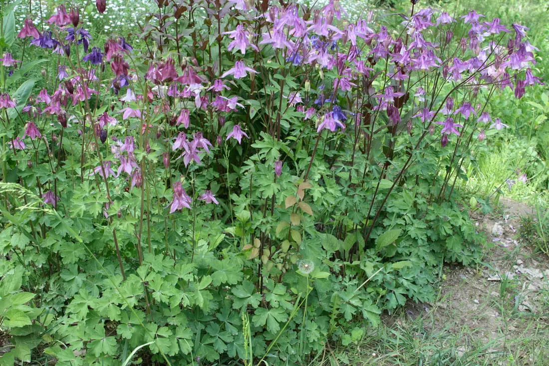 Orliki (Aquilegia) – długo żyją w pojemnikach, dobrze zimują.