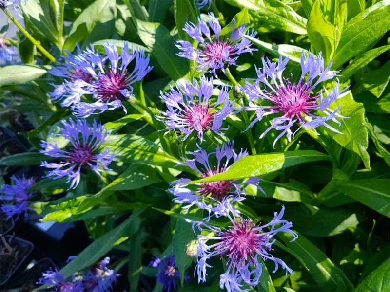 Ostrogowiec (Centaurea montana) – solidny do donic, kwitnie obficie.