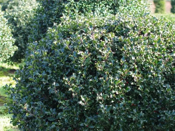 Ostrokrzew Meservy ‘Blue Angel’