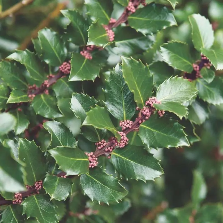 Ostrokrzew Meservy ‘Blue Prince’