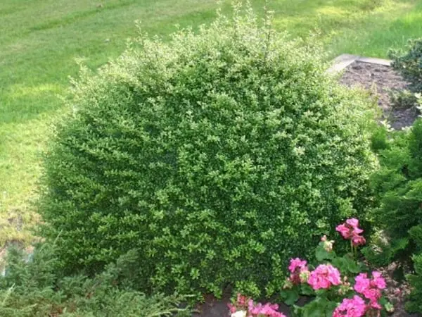 Ostrokrzew gładki ‘Convexa’